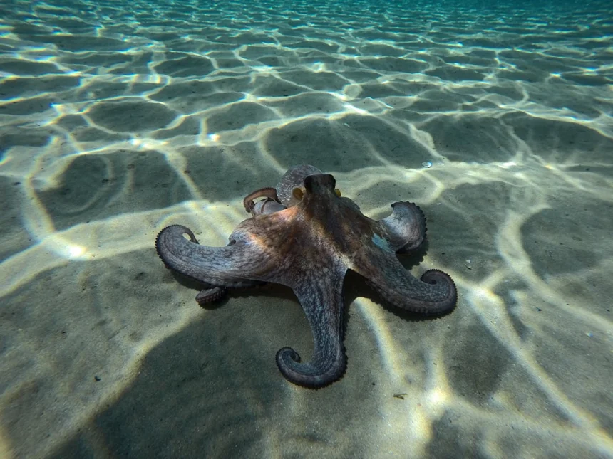 Octopus