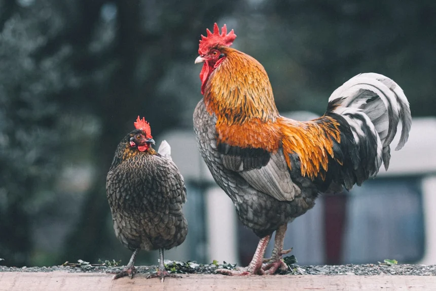 Chicken
