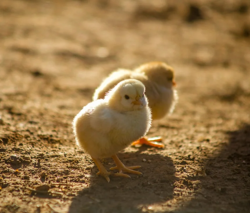 Chicken