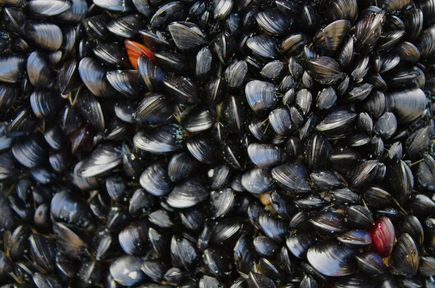 Mussel