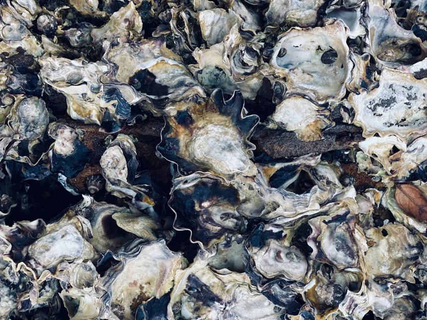 Oyster