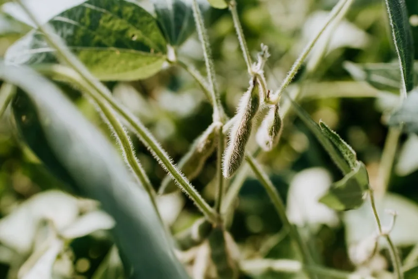 Soybean