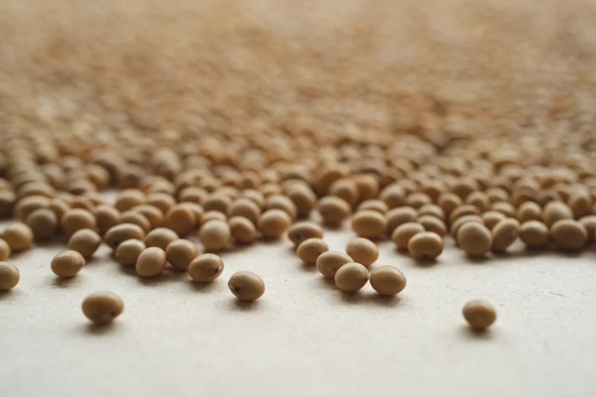 Soybean