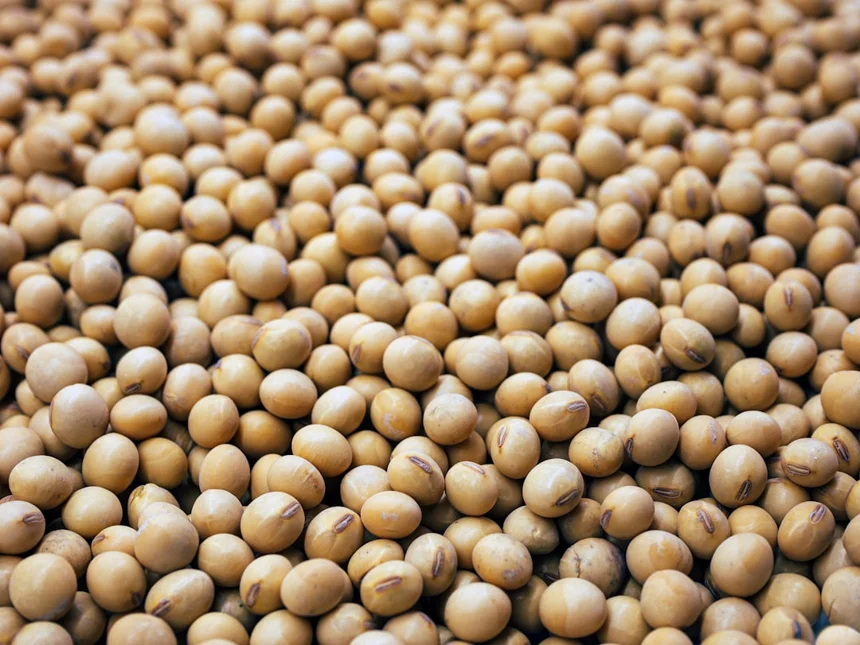 Soybean