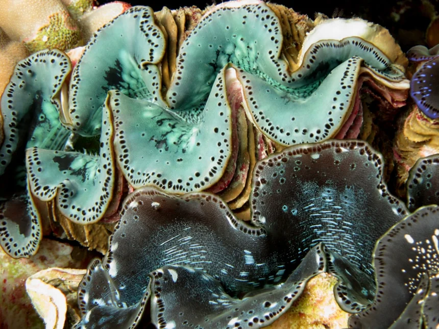 clam