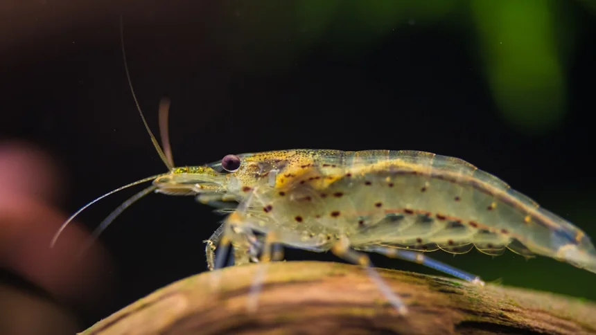 shrimp